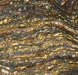 Polished Tiger Iron Stromatolite - ( Billion Years) #38914-1